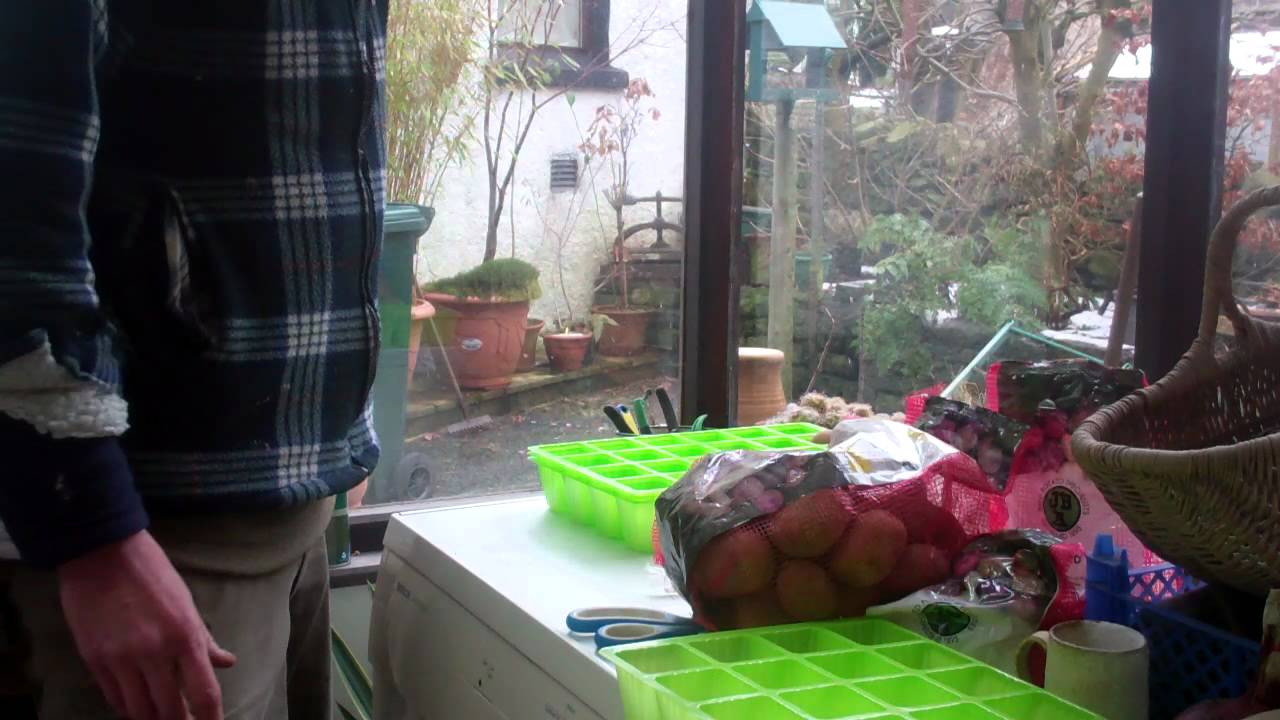 Allotment Diary Chitting my Seed Potatoes
