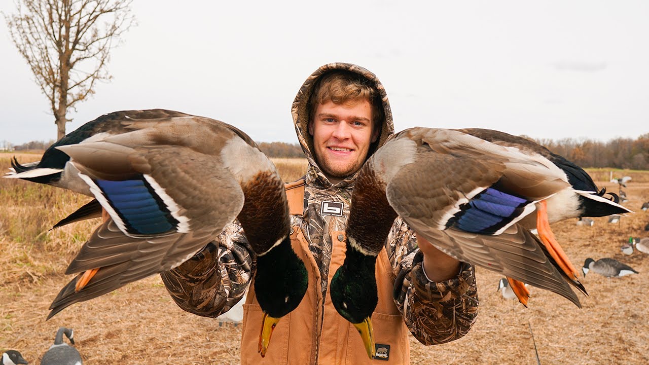 Duck Hunting Flooded Corn in Wisconsin (BIG MALLARDS) YouTube