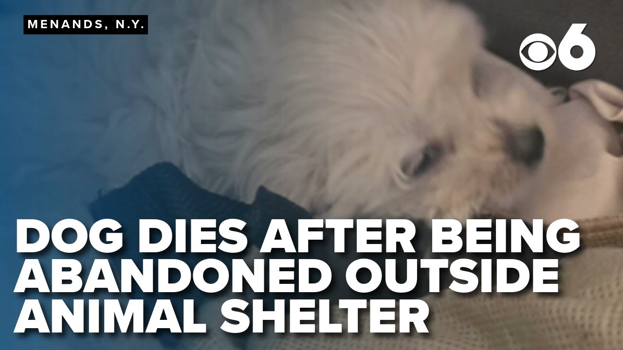 Dog dies after being abandoned outside animal shelter - YouTube
