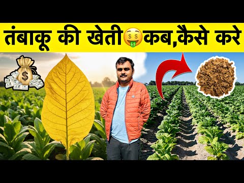 तंबाकू की खेती की पूरी जानकारी: नर्सरी से कटाई तक | Tobacco Cultivation A to Z Information🤑✅