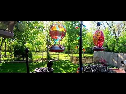 What IS That Sound?! 🤖 Brown-headed Cowbird's Wild Call | Central Illinois Backyard Birds
