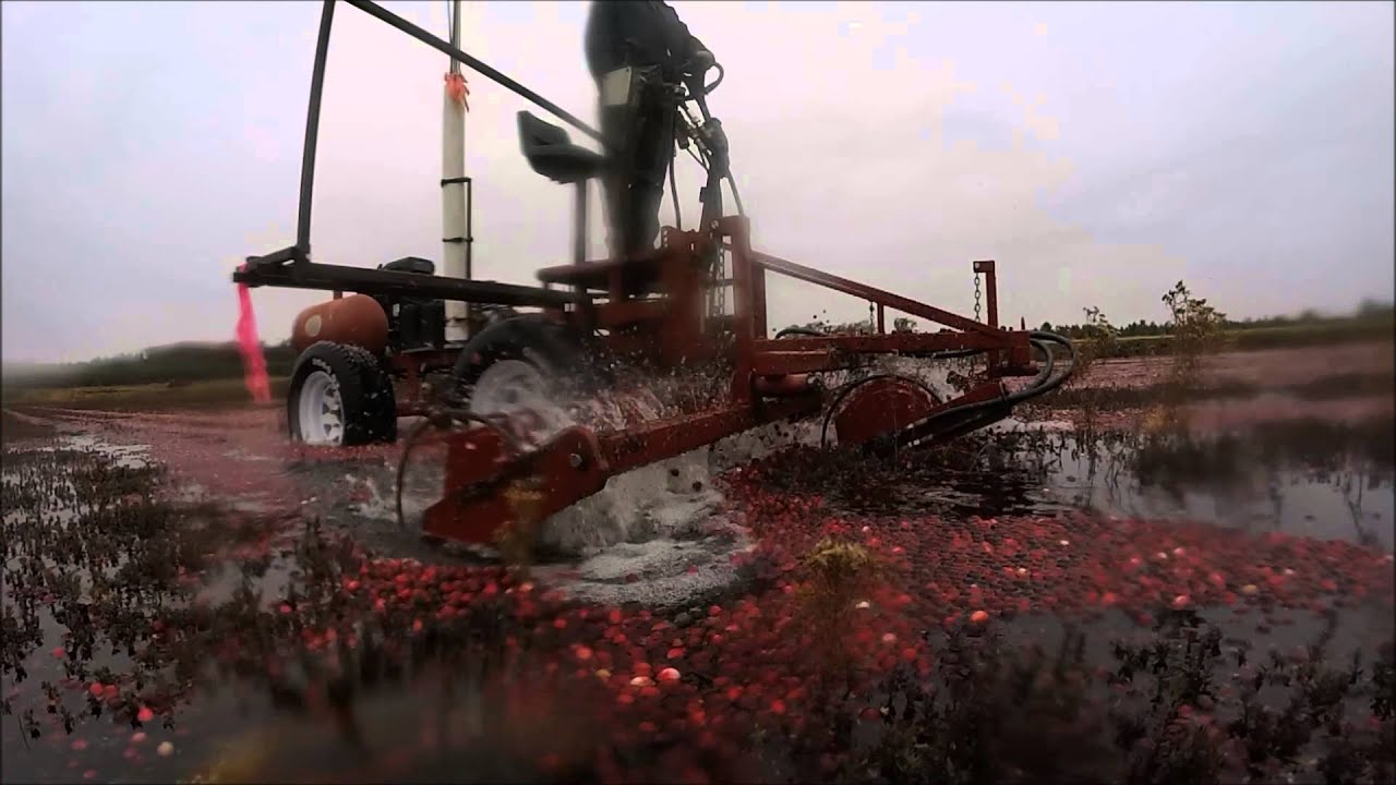 Wisconsin Cranberry Harvest First Day 2014 YouTube