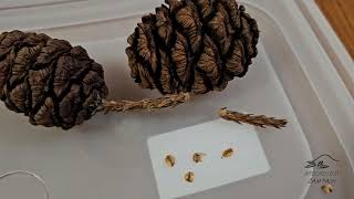 Sequoiadendron giganteum sekvojovec obrovský   šištice a semena