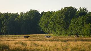 1 Hour of Peaceful Cows in a Summer Meadow | Relaxing Nature Ambience & Birdsong