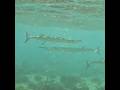 Swim Against the Current