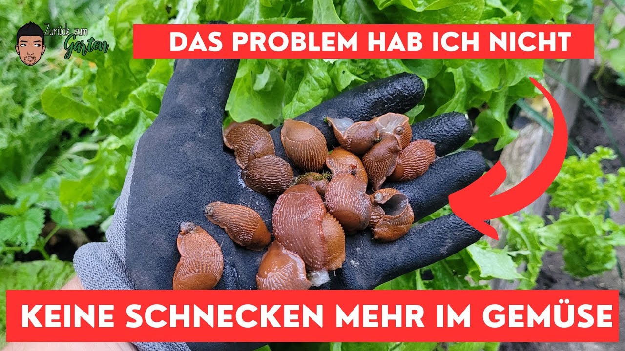 Gemüsegarten ohne Schnecken So geht das! YouTube
