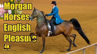 Morgan English Pleasure Open at Carousel Charity Horse Show