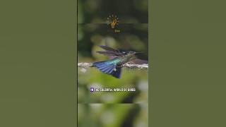 The Impossible Flight of the Hummingbird