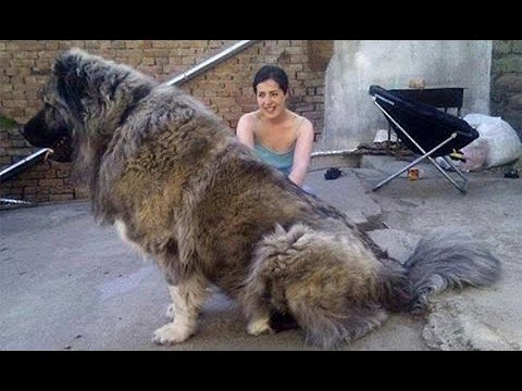 オオカミを倒すことができる犬種 Youtube
