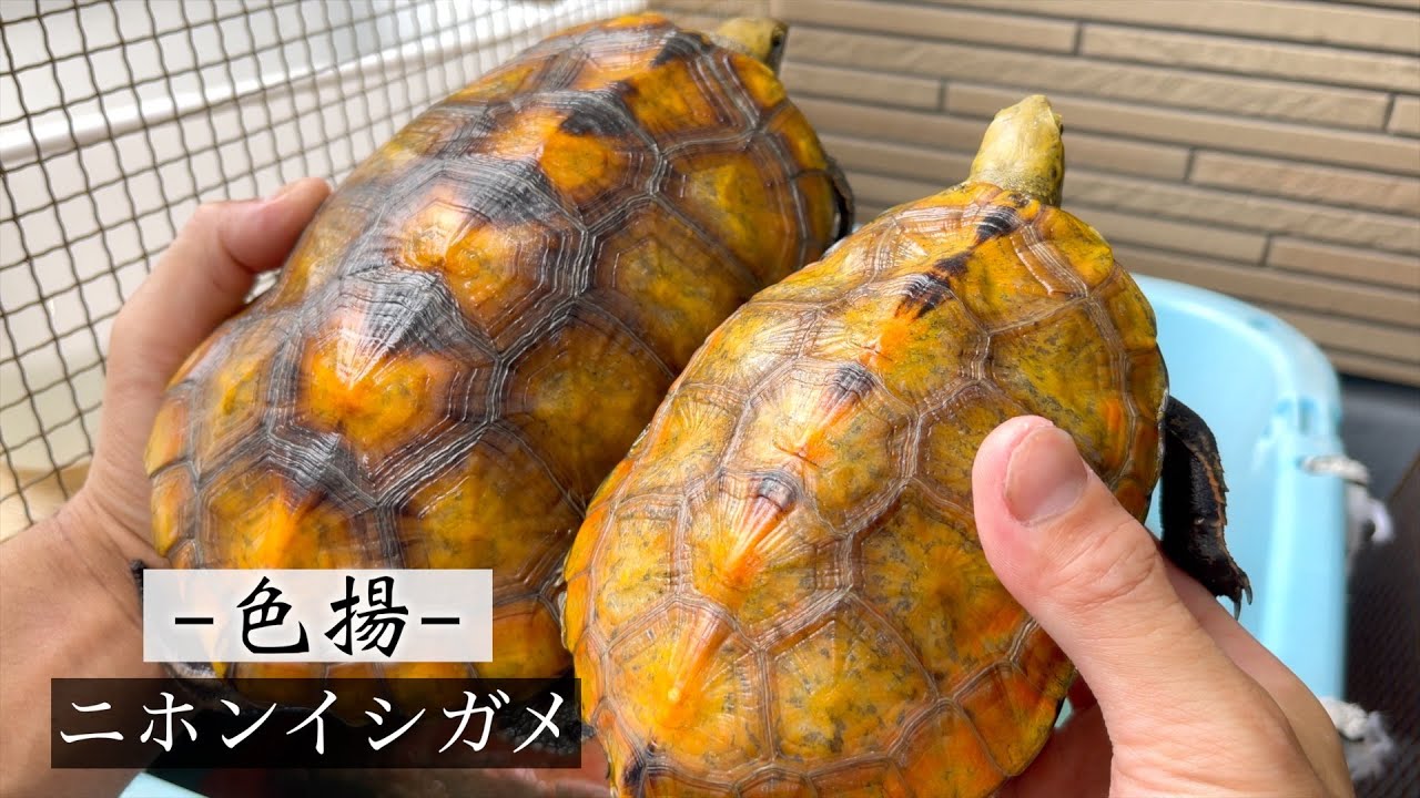 How to Enhance the Color of Japanese Pond Turtles Without Relying
