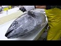 Fish Filleting- Bluefin Tuna