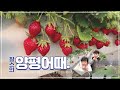 [찰스의 양평어때] 양평딸기체험🍓/ 레일썰매는 덤~ / 부창농장에서 아이들과 즐거운 시간 보냈어요~😊