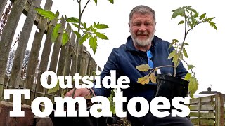 OutSide Tomatoes | Growing Outside Tomatoes in the UK | Allotment Gardening With Tony