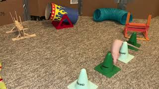 My smart pet rat Tofu doing a fun agility course!