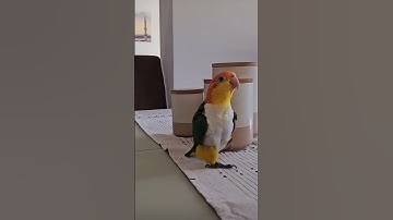 Thumbnail of Lovely bird marching #animals #animalshorts #birds #birdslover #funny #pets