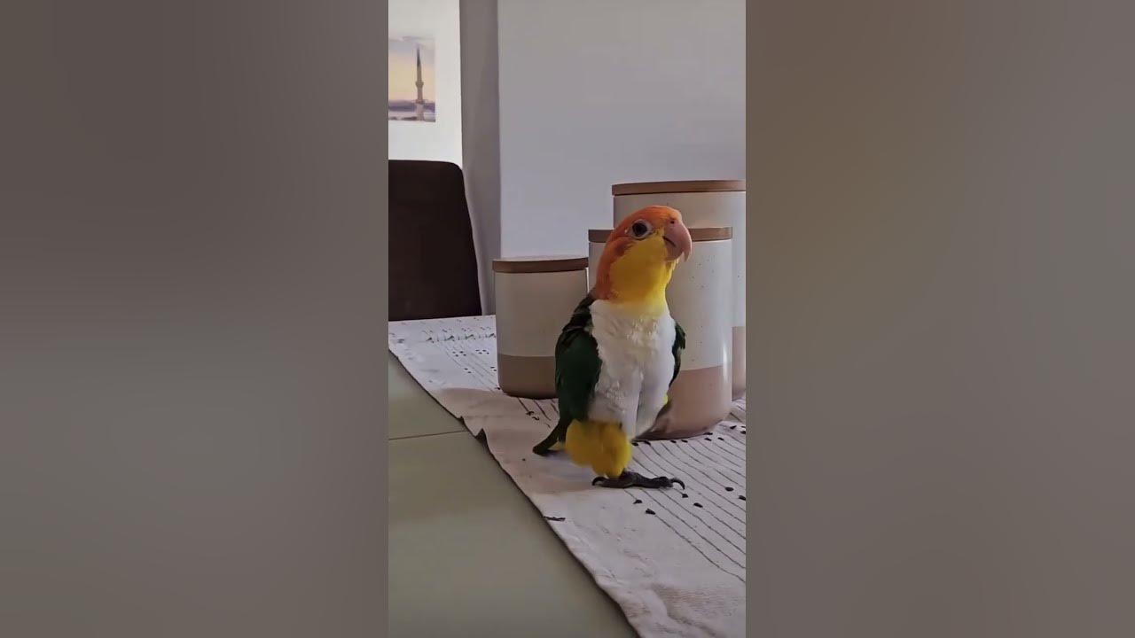 Lovely bird marching #animals #animalshorts #birds #birdslover #funny #pets