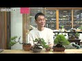 松の種類を解説|広瀬信幸