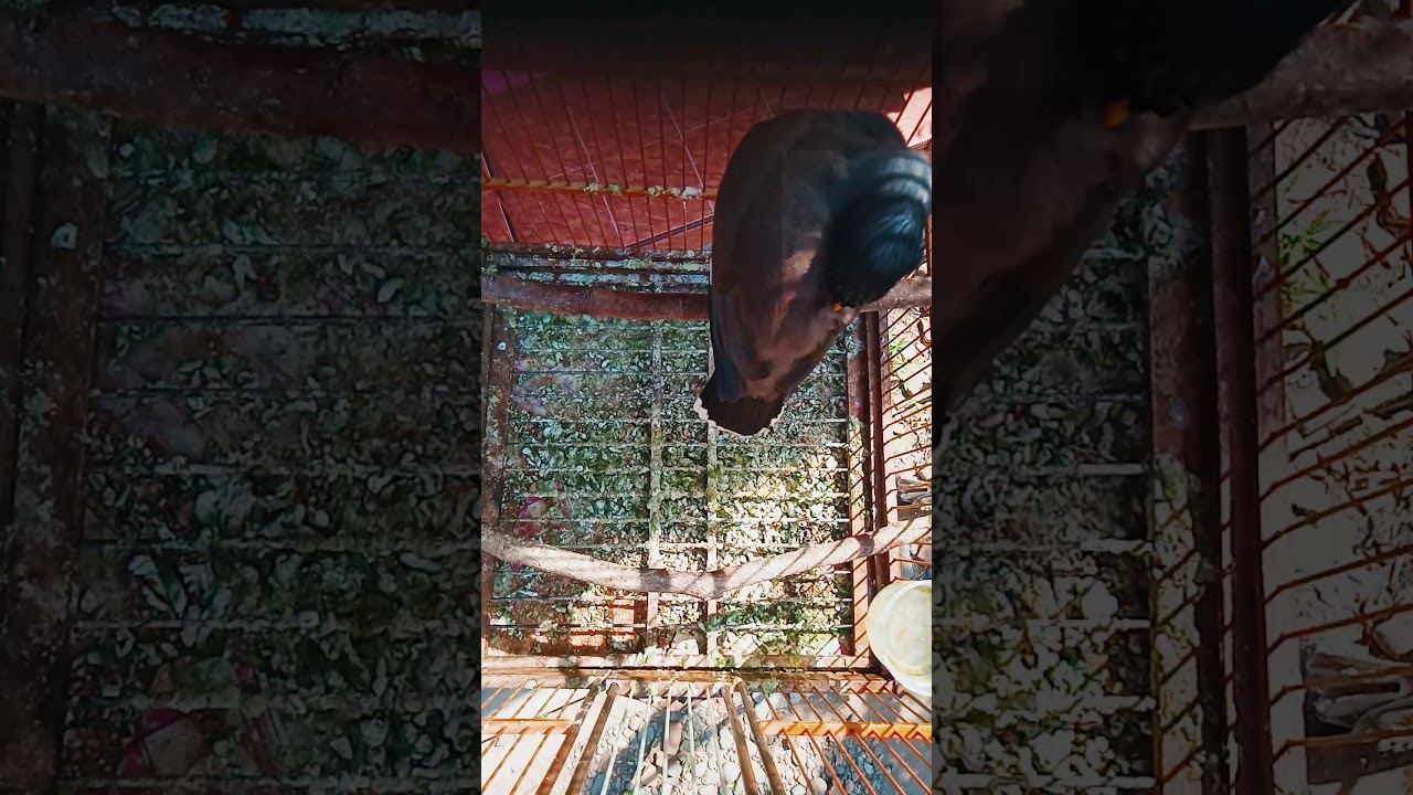 Jalak nias. Aktivis burung jalak nias. Dengarkn suaranya 