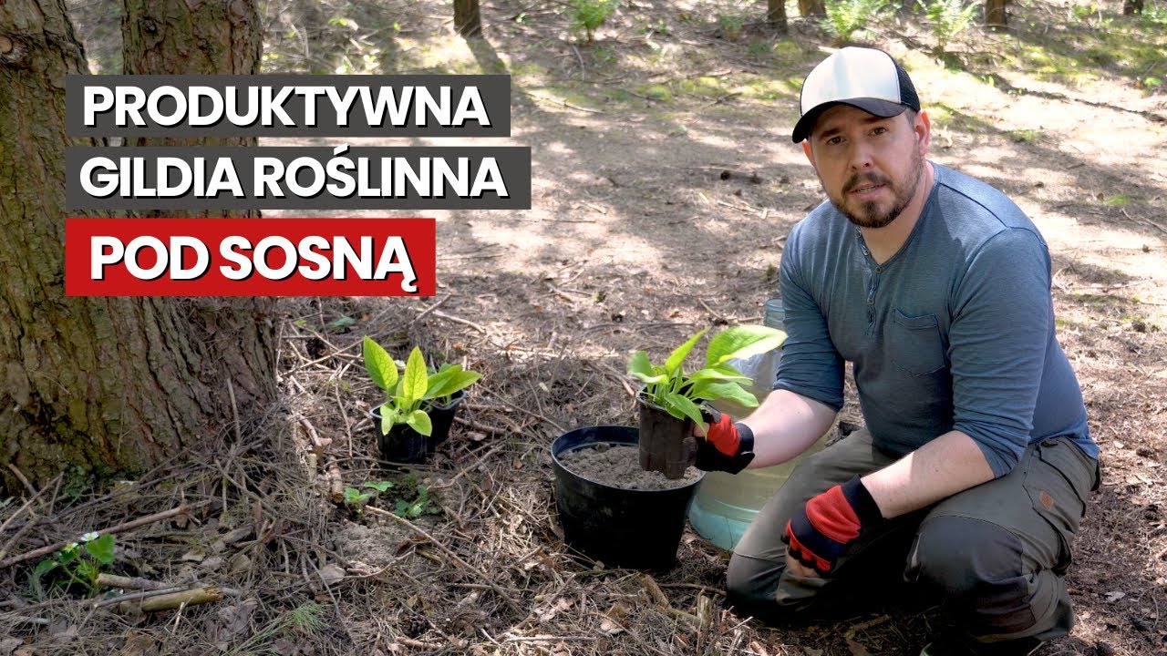 Jak utworzyć produktywną gildię roślinną pod sosną?