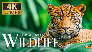 Ultimate Encounter Wild 4K 🦍 Discovery Special World Of Animals Film With Relaxing Piano Music