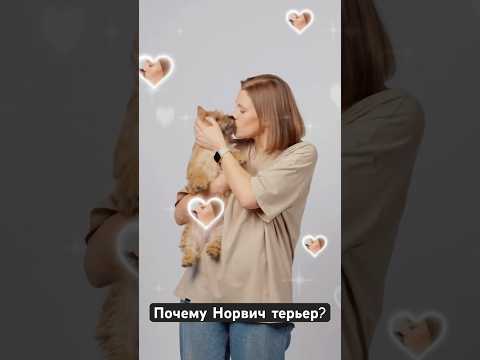 Почему обязательно нужно взять Норвича? 😃 #норвич #норвичтерьер #собака