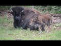 Irvine Park baby Bison first couple steps