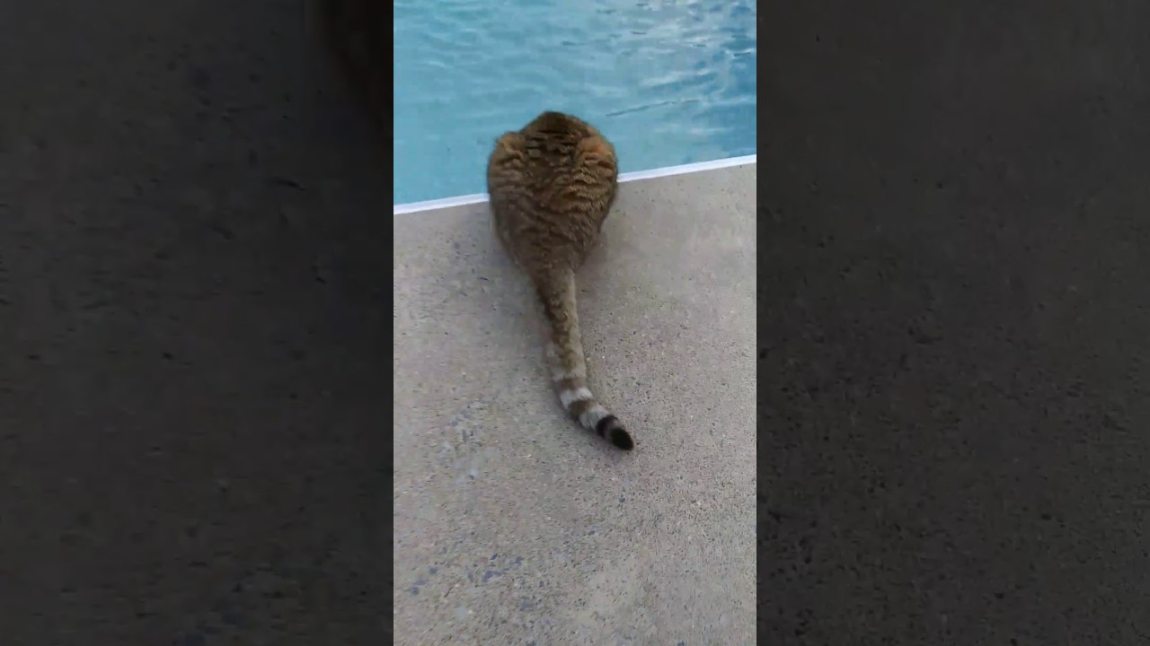 Scared cat jumps in pool!!! YouTube