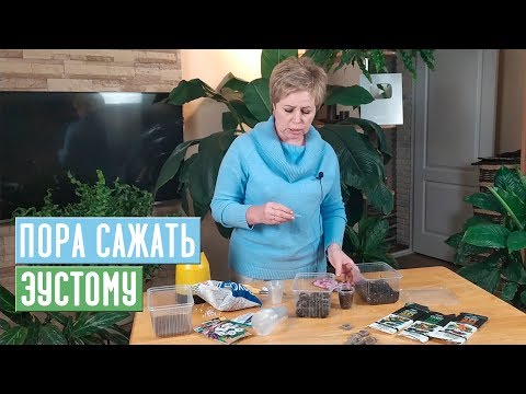 ЭУСТОМА ВЗОЙДЕТ 100 ЕСЛИ БУДЕТЕ СЛЕДОВАТЬ ИНСТРУКЦИИ / Садовый гид
