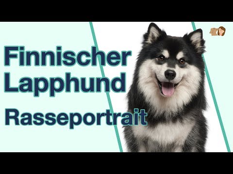 Video: Finnische Spitzhunderasse Hypoallergen, Gesundheit Und Lebensdauer