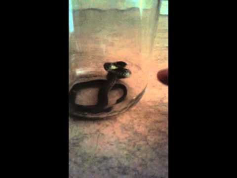 Ho trovato un serpente nel giardino di casa mia