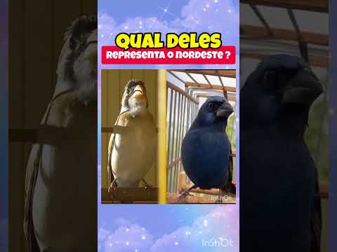 GOLINHA CANTO PARANĆ ! #bird #papacapim #coleiro #passaros #curio