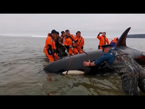 Baby killer whale rescued in Russia