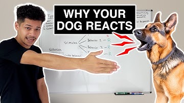 This Is Why Your Dog is REACTIVE (And How to Fix It)
