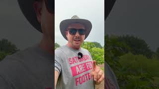 How To Reduce Fig Tree Rust