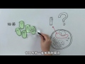 抗生素是什么原理？How does antibiotic work?【柴知道ChaiKnows】【科普Science】【冷知识Trivia】