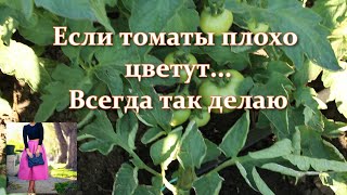 Так мало кто делает когда томаты плохо цветут и нет завязи. Как заставить цвести помидоры для урожая