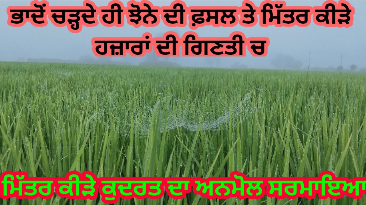 ਝੋਨੇ ਤੇ ਮਿੱਤਰ ਕੀੜੇ ਆਉਣ ਲੱਗੇ। ਦੇਖੋ ਕਿਵੇਂ ਸ਼ਿਕਾਰ ਦੀ ਤਾਕ ਚ ਜਾਲ ਲਾਈ ਬੈਠੇ ਨੇ। ਫਾਲਤੂ ਦੀਆਂ ਸਪਰੇਹਾਂ ਤੋਂ ਬਚੋ