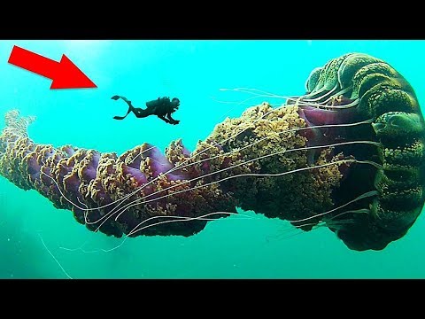 12 Самых Опасных Животных, с Которыми Лучше Не Связываться