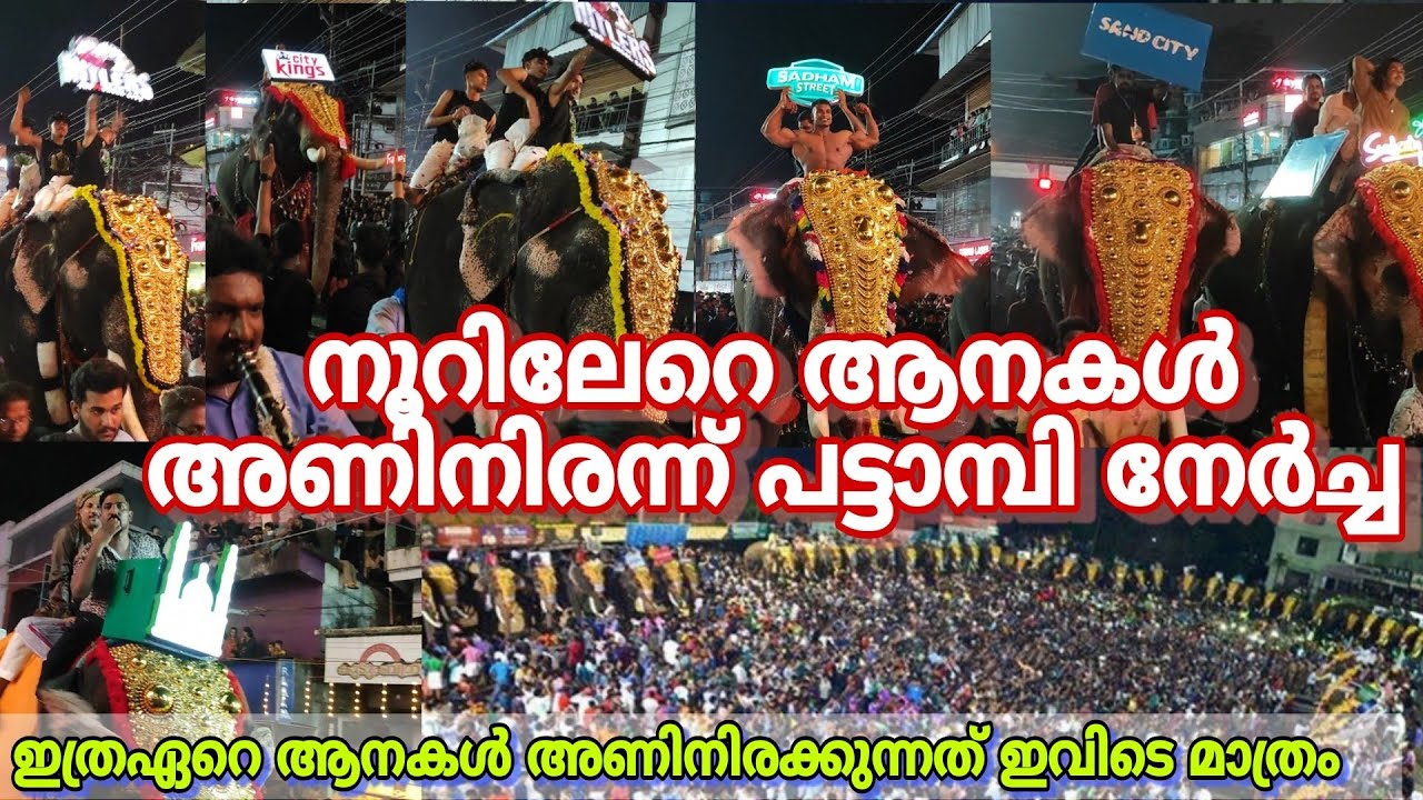 നൂറിലേറെ ആനകൾ അണിനിരന്ന പട്ടാമ്പി നേർച്ച | above hundred elephants | pattambi nercha 2024