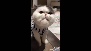 [Tik tok China Douyin] 抖音 可爱猫咪 2019 Funny Cat Videos  2019