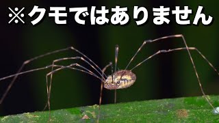 ザトウムシの真実┃億年を生き抜いた偽物のクモのお話