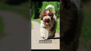 Today learn About ' LAGOTTO ROMAGNOLO ' (Don't miss)❤ #Shorts #Viral #Fyp