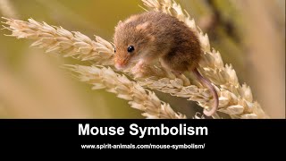 Mouse Symbolism Content