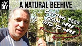 Natural Honey Bee Hive with a Nuc of Bees | DIY Gardeners Beehive | DIY Vlog #39 by LCW DIY 1,254 views 3 years ago 25 minutes