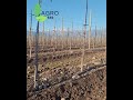 ¿Por qué el retiro de malezas con tractor puede ser perjudicial? | Agro360 con Rodrigo Belmar
