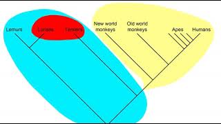 Monophyletic | Wikipedia audio article