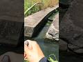 Japanese Catfish Fishing with Bamboo Rod 🎋#釣り #fishin #ナマズ #ナマズ釣り #catfish #多魚種アングラー