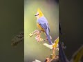 Worlds Amazing Birds #youtubeshorts #ytshorts #animal #birds#wildlife