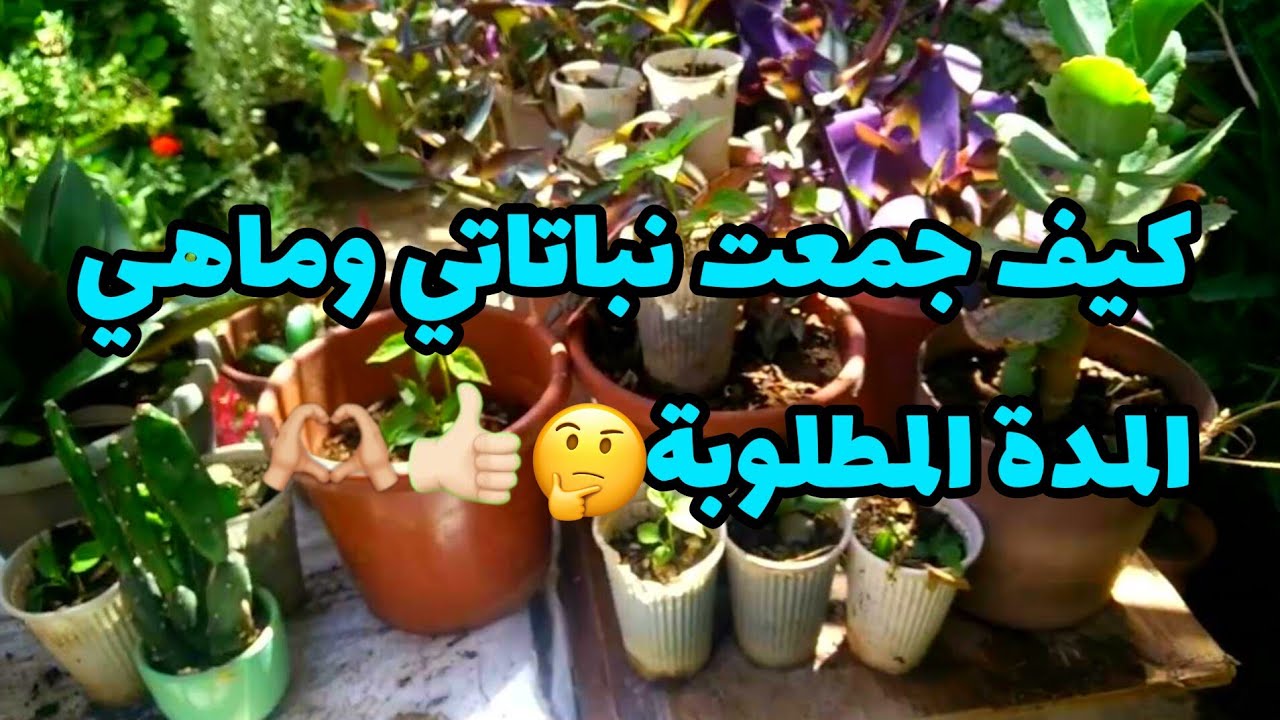 متى وكيف جمعت نباتاتي المدةو انواع النباتات 🥀🪴