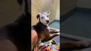 Doing everything I can for them!🙏🏼❤️ #goshelter #dogs